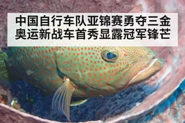 中国自行车队亚锦赛勇夺三金 奥运新战车首秀显露冠军锋芒